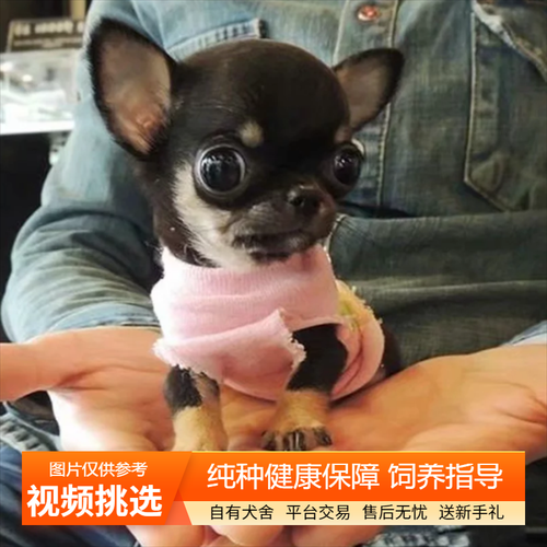 茶杯狗价钱(价格和血统哪个更重要)