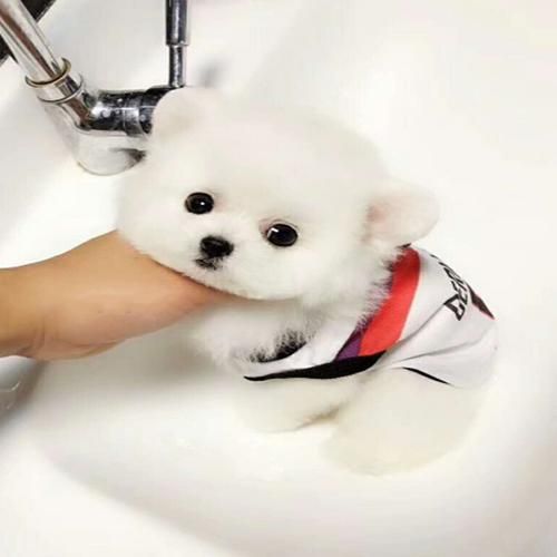 茶杯狗价钱(价格和血统哪个更重要)