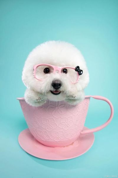 茶杯狗好养吗( 它们的实际养护成本真的不高吗)
