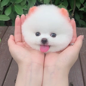 茶杯狗好养吗( 它们的实际养护成本真的不高吗)