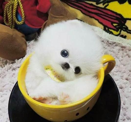 茶杯狗照片(是不是都是网红炒作的)
