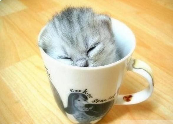茶杯猫(茶杯猫真的适合新手铲屎官吗)
