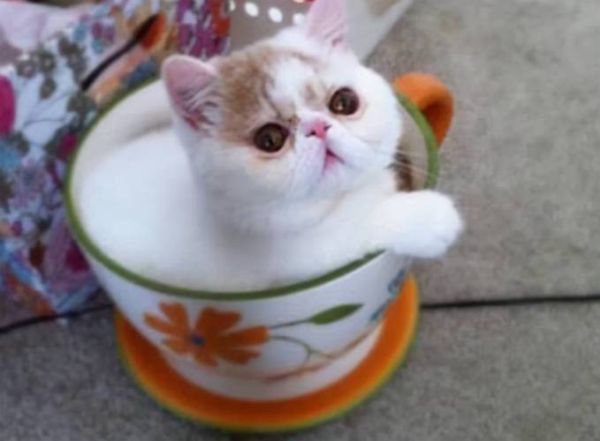 茶杯猫多少钱一只( 到底多少钱一只才算合理)