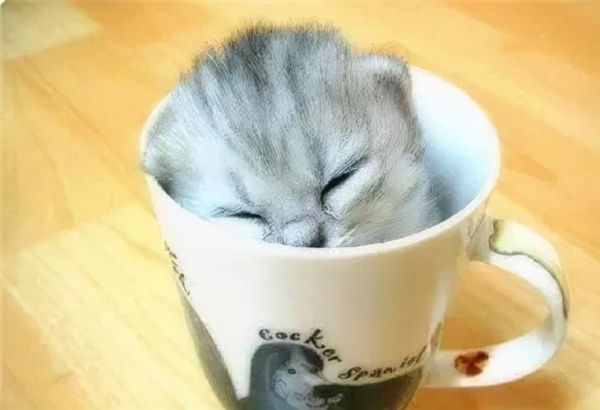 茶杯猫的图片(它是怎么被培育出来的)