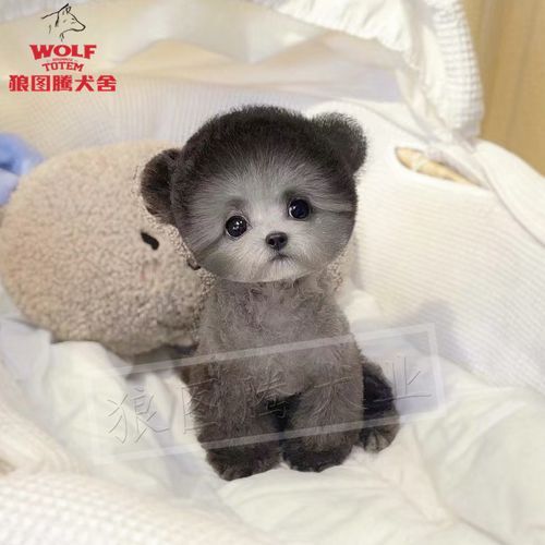 茶杯贵宾犬价格(哪个城市价格最贵)
