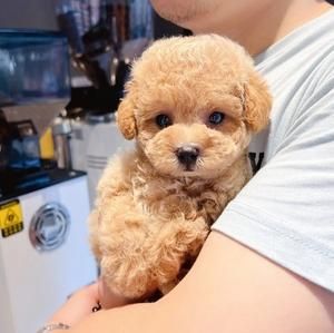 茶杯贵宾犬多少钱(不同城市价格一样吗)
