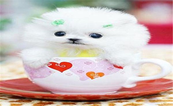 茶杯贵宾犬多少钱(不同城市价格一样吗)