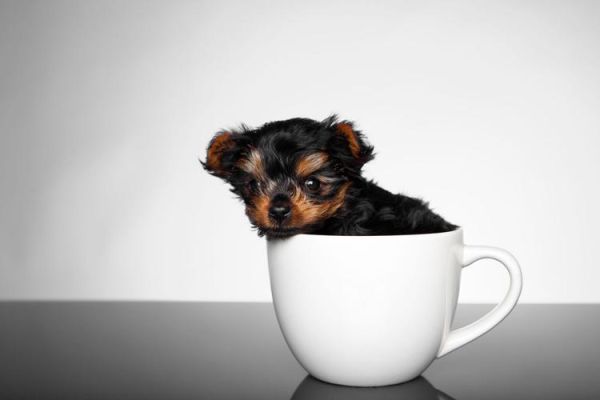 茶杯贵宾狗(怎么才能让茶杯贵宾犬健康成长)