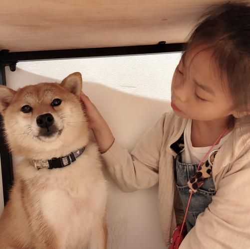 茶犬( 它会喜欢什么茶呢)