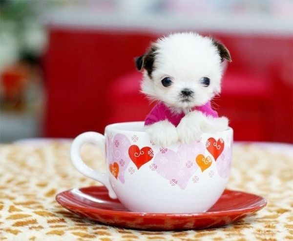茶犬( 它会喜欢什么茶呢)