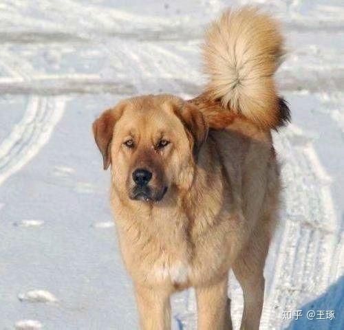 草原大笨狗(它们真的那么可怕吗)