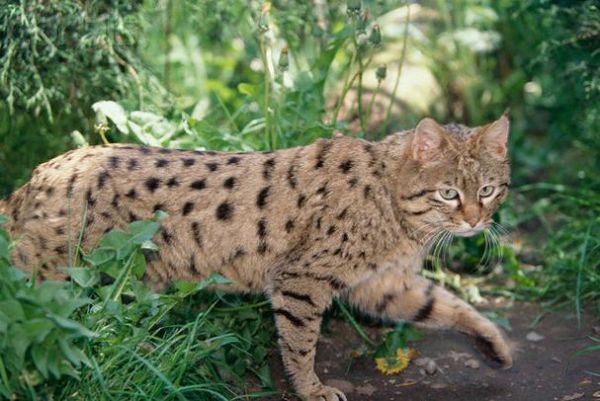 草原斑猫(它会攻击人类吗)