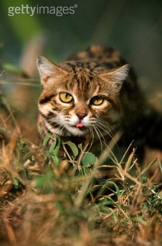 草原斑猫(它会攻击人类吗)