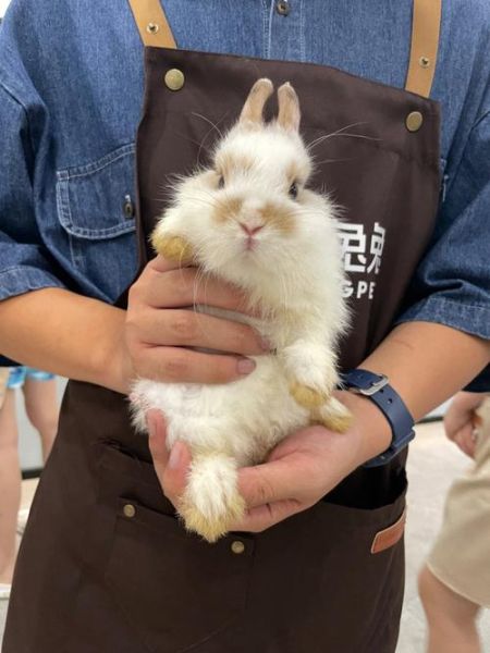 荷兰侏儒兔(它会吃很多吗)