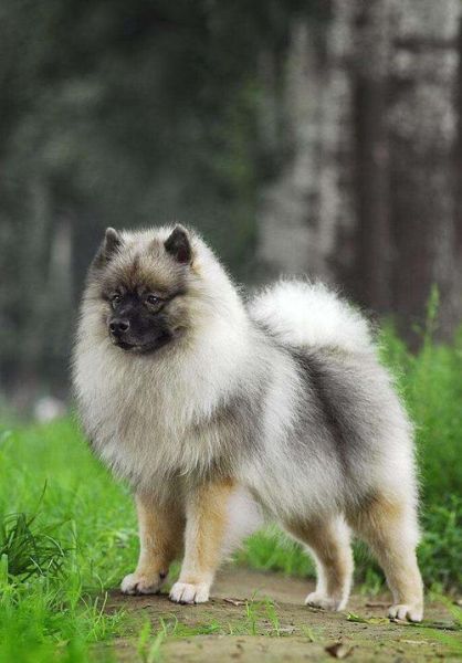 荷兰毛狮犬(适合做家庭犬吗)