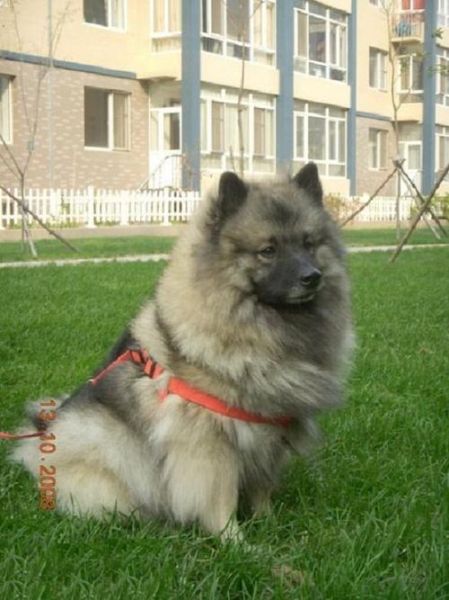 荷兰毛狮犬(适合做家庭犬吗)