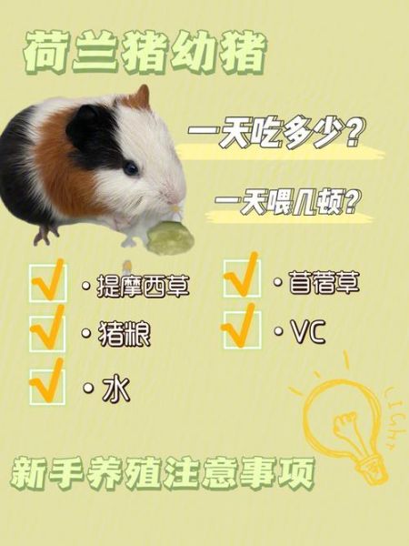 荷兰猪怎么养(新手养猪要注意什么)