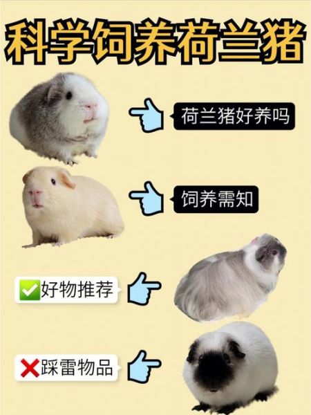 荷兰猪怎么养(新手养猪要注意什么)