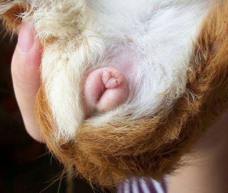 荷兰猪怎么分公母(怎么看荷兰猪是公是母)
