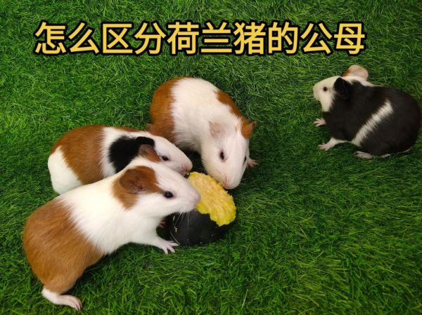 荷兰猪是老鼠吗(难道它不是一种可爱的宠物)