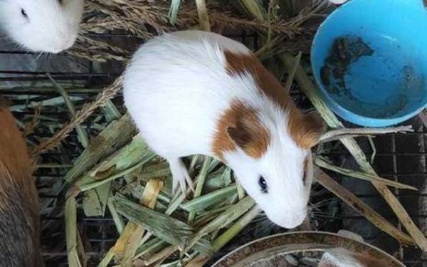 荷兰猪能长多大(它们到底有多迷你)