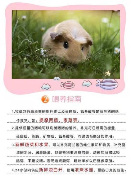 荷兰鼠(怎么才能让它活得更久)