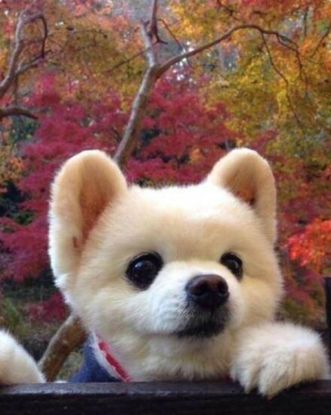 萌犬俊介(它到底有多会卖萌)