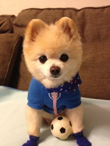 萌犬俊介(它到底有多会卖萌)