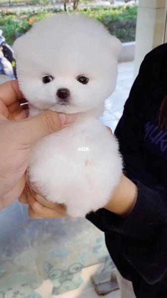 萌犬俊介多少钱(价格到底有多贵)