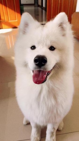 萌狗狗图片(谁能抵抗住它们的魅力)