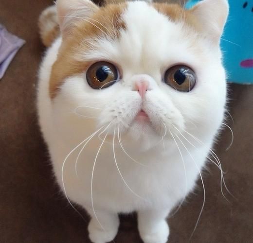 萌猫snoopy(它是怎么俘获你的心的)