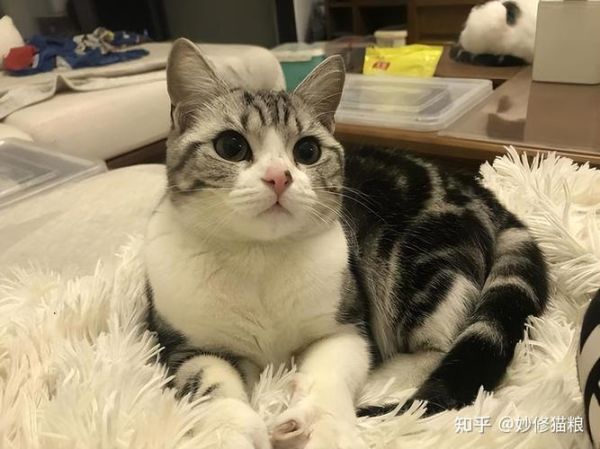 萌猫红小胖(它跟一般的英短有什么不同)