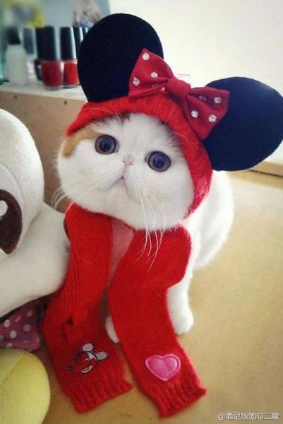 萌猫红小胖(它跟一般的英短有什么不同)