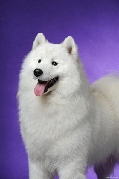 萨摩犬(它真的那么好养吗)