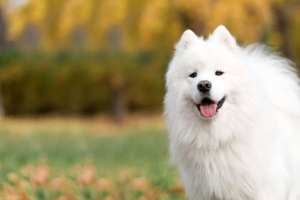 萨摩犬(它真的那么好养吗)
