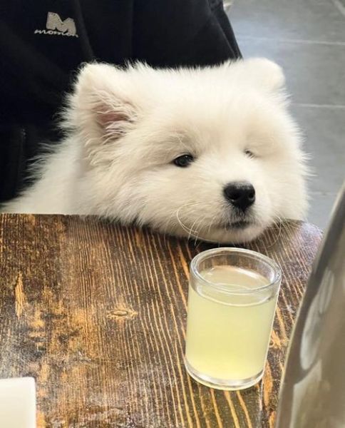 萨摩犬价格(到底贵在哪里)