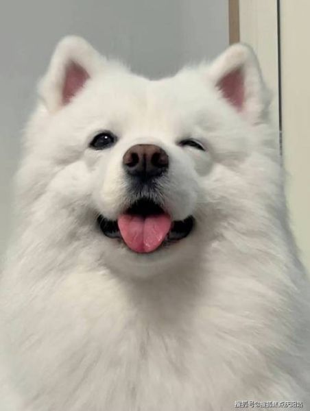 萨摩犬图片(是不是只要养它就等于拥有幸福)