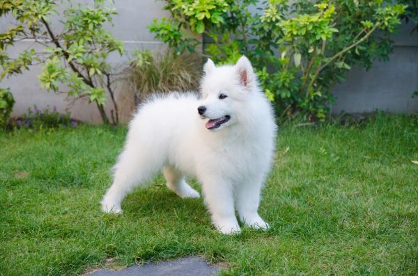 萨摩犬图片(是不是只要养它就等于拥有幸福)