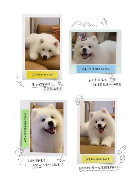 萨摩犬舍(哪家服务最贴心)