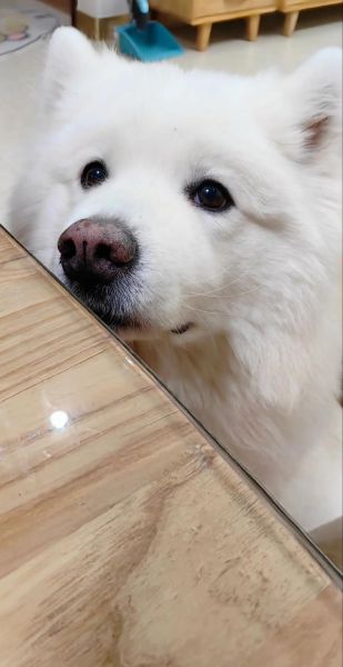 萨摩耶(难道它真的有那么难伺候)