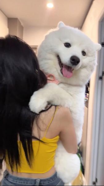 萨摩耶(难道它真的有那么难伺候)
