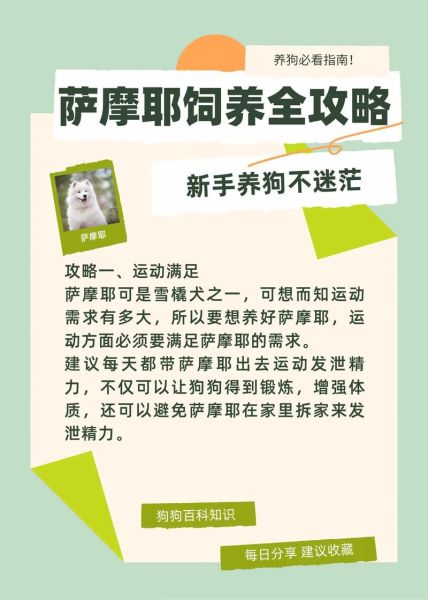萨摩耶怎么养(训练它有哪些妙招)