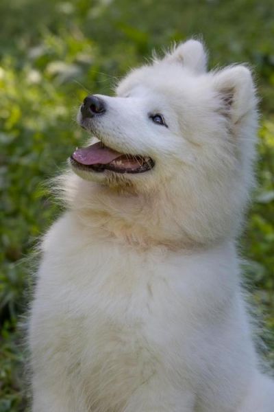 萨摩耶犬(性格是不是也很乖巧)