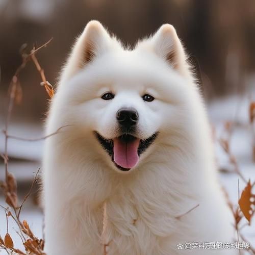 萨摩耶犬(性格是不是也很乖巧)