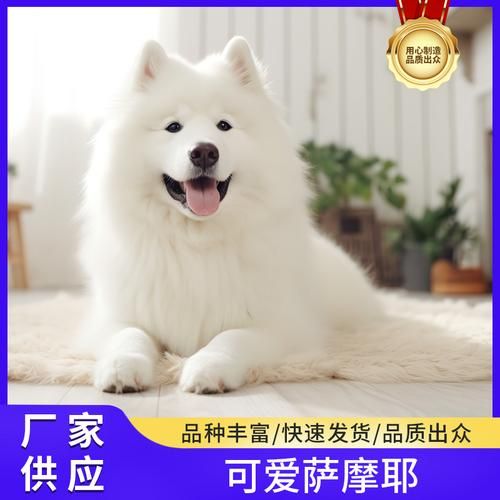 萨摩耶犬价格(怎么区分品质好坏)