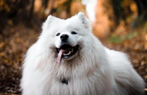 萨摩耶犬多少钱一只(不同地区价格差距大吗)