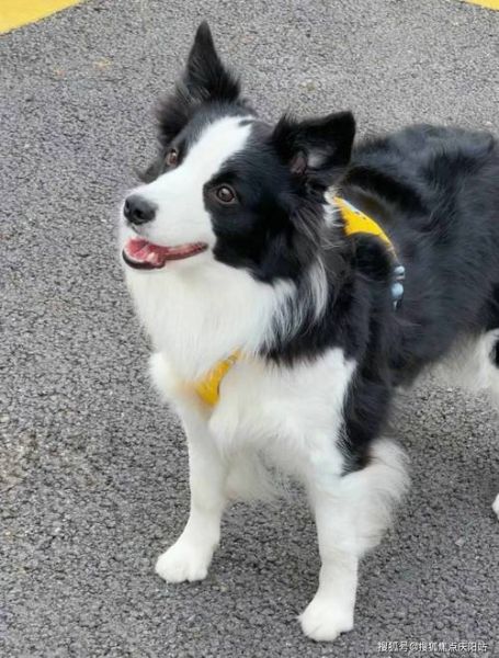 萨摩耶犬多少钱一只(不同地区价格差距大吗)