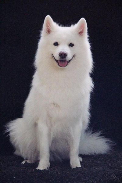 萨摩耶犬智商(它们真的像传说中那样笨吗)