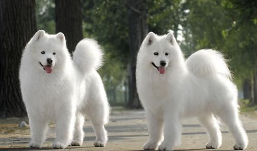 萨摩耶犬智商(它们真的像传说中那样笨吗)