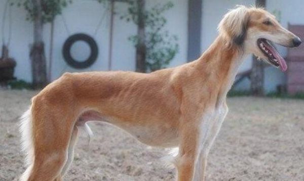 萨路基猎犬(它到底从哪里来)